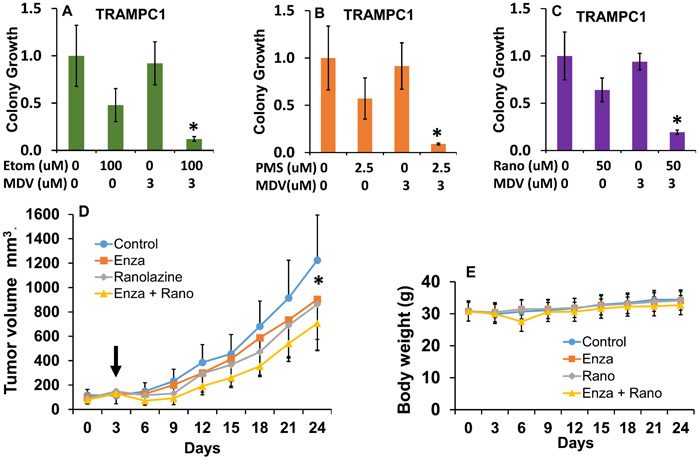 Combinatorial effects of beta-oxidation inhibition and anti-androgen therapy in mouse TRAMPC1 cells and human 22Rv1 xenografts.