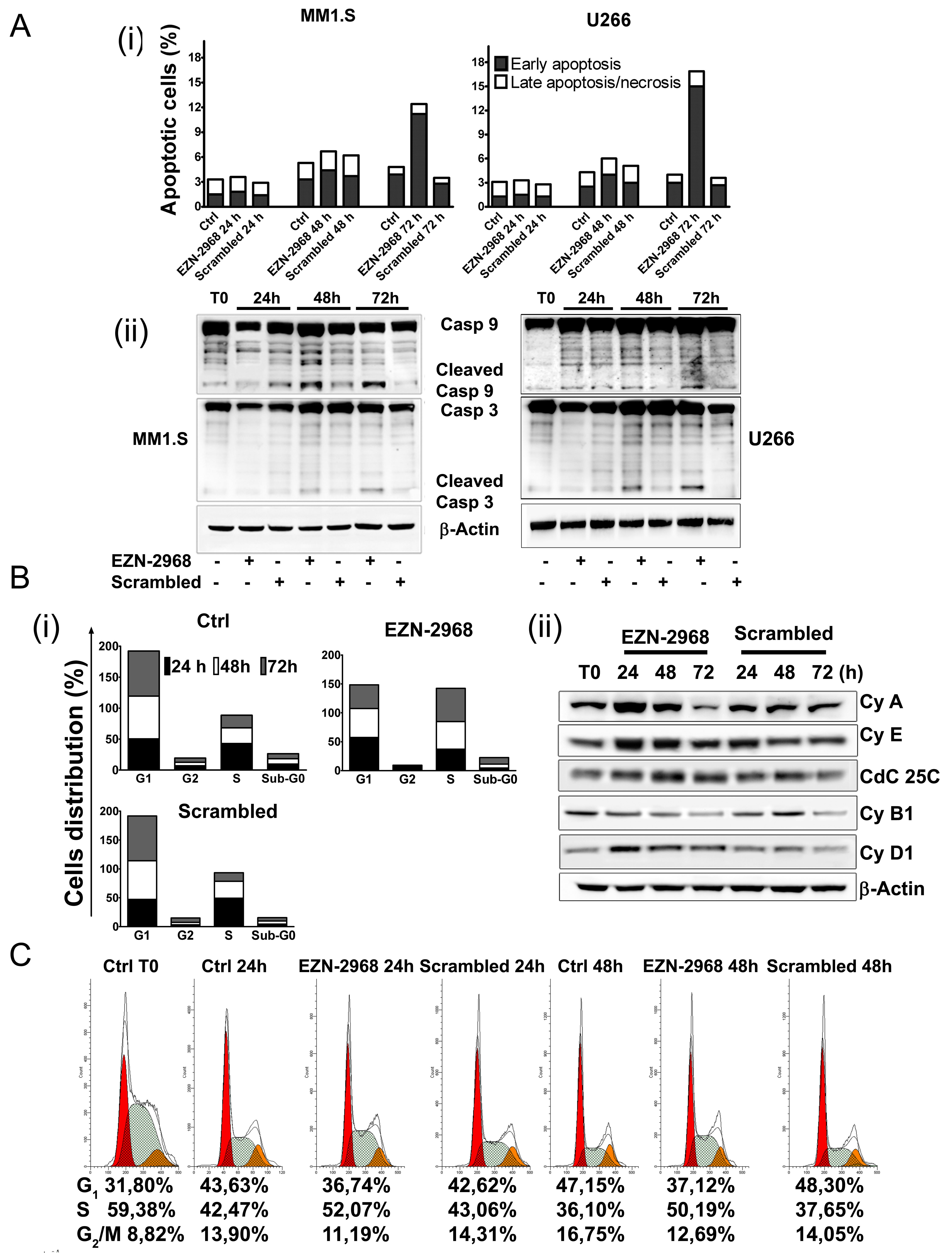 Effect of EZN-2968 on apoptosis and cell cycle on MM1.S.