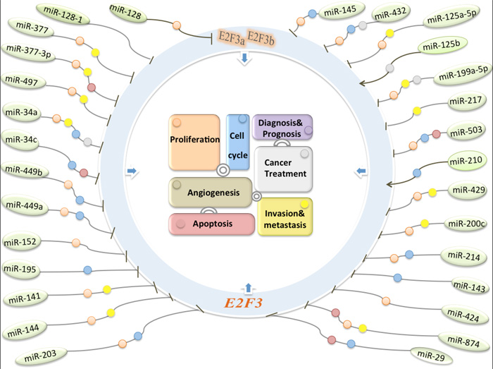 The molecular regulatory networks about miRNAs regulate E2F3 transcription factors in human cancers.