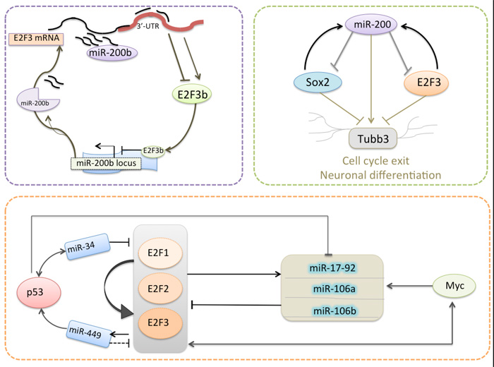 Model for several miRNAs are regulated by E2F3 in an auto-regulatory feedback loop.