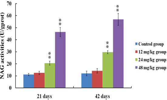 Changes of NAG activities in the urine at 21 and 42 days of the experiment.