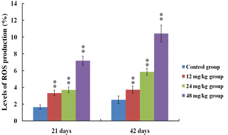 Changes of ROS production levels in the kidney at 21 and 42 days of the experiment.