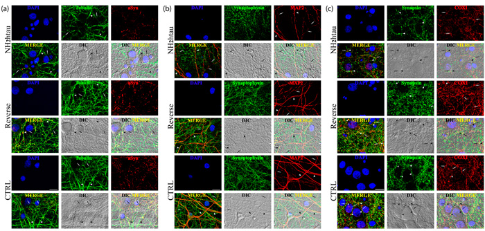 Distortion of the dendritic tree, microtubule breakdown and mitochondria loss occur in concomitance with decline of presynaptic proteins density in living hippocampal neurons chronically exposed to NH