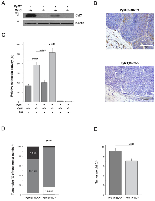 Suppression of PyMT-induced tumor growth in cystatin C deficient female mice.