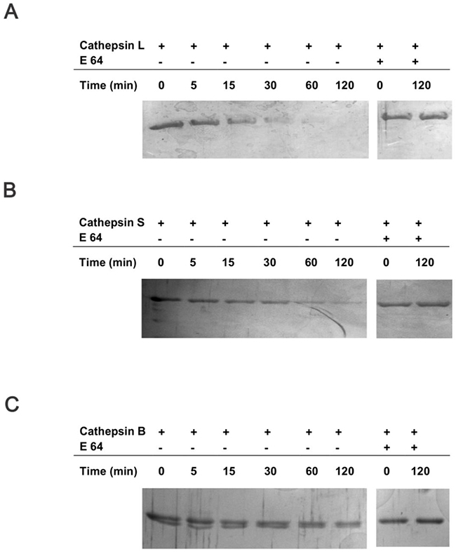 14-3-3&#x03B2; protein is a target substrate for cathepsins L, S and B.