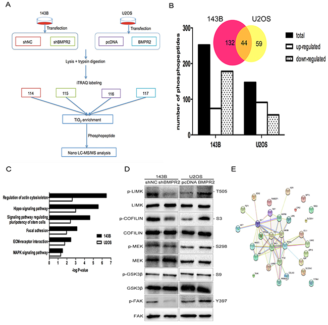 A quantitative phosphotyrosine proteomic analysis was performed as described in the materials and methods.