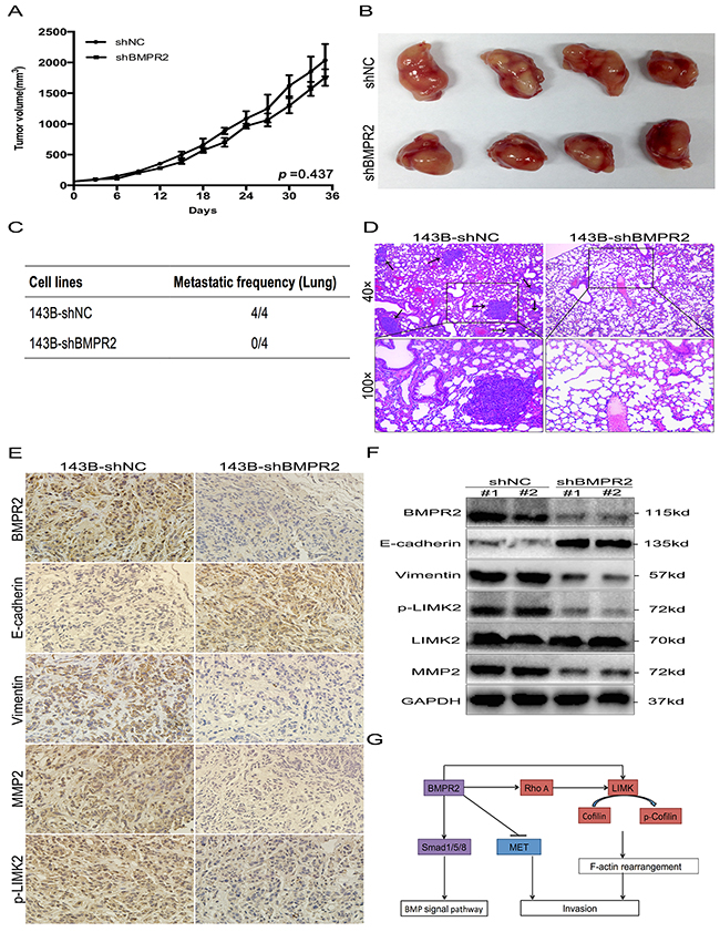BMPR2-depletion suppressed osteosarcoma metastasis in vivo.