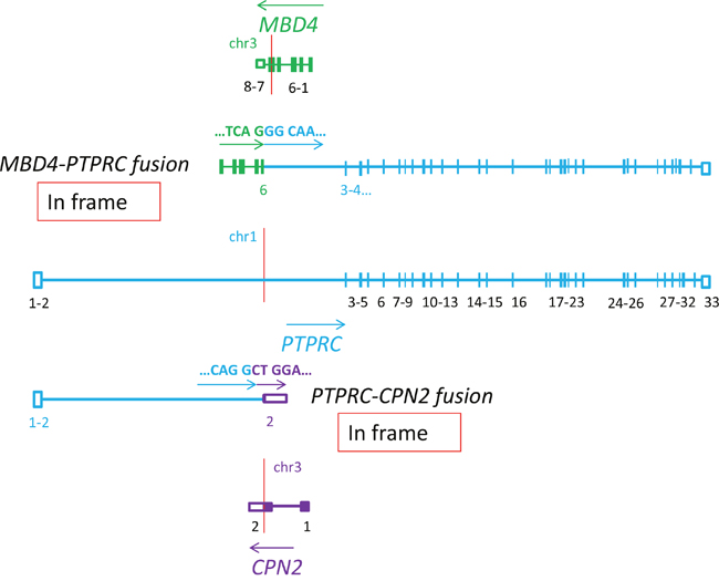 Schematic representation showing that the PTPRC gene, encoding the important T-cells antigen CD45, is involved in two in frame fusions: MBD4-PTPRC and PTPRC-CPN2 (P6).