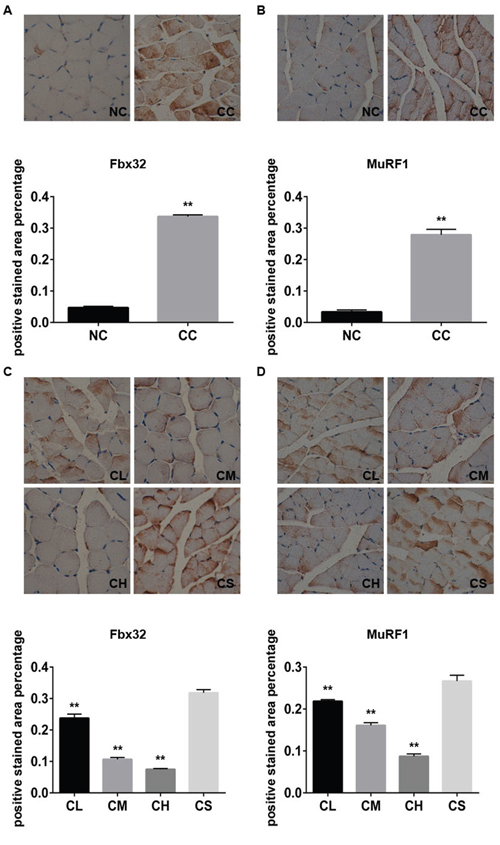 The expression levels of Fbx32 and MuRF1 proteins in different groups.