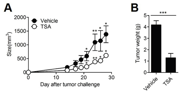 TSA decreased the growth of tumor in vivo.