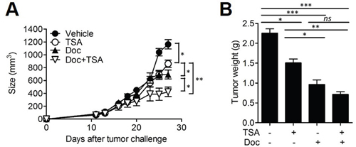 Combined therapy with TSA and docetaxel enhanced anti-cancer activity.