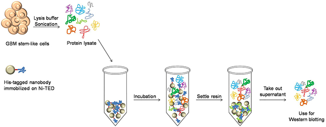 Protein sample preparation for determination of the Nb314 antigen.