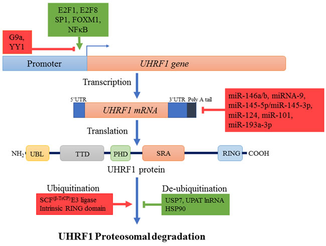 Regulation mechanisms of UHRF1.