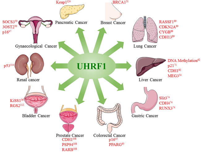 Overexpression of UHRF1 promotes tumorigenesis in different cancers.