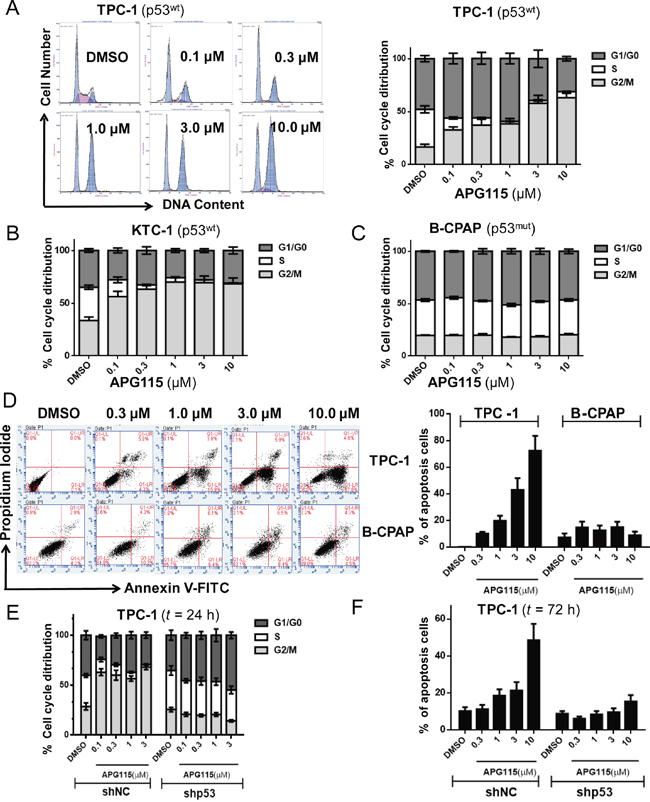 APG115 elicited cell cycle arrest and apoptosis in a p53-dependent manner in DePTC cells.