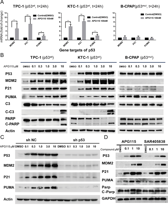 APG115 restores p53 downstream signaling pathway, and elicits apoptosis in p53 wild-type DePTC cells.