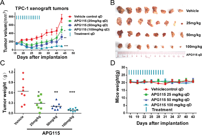 APG115 induced tumor regression in a TPC-1 xenograft tumor model.