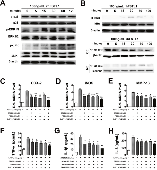 FSTL1 activated the JNK/MAPK, ERK1/2/MAPK and NF-&#x03BA;B signaling pathways; blocking the JNK/MAPK, ERK1/2/MAPK and NF&#x03BA;B pathways inhibited FSTL1-mediated expression of cytokines.