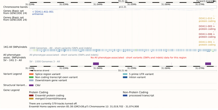 The gene model of DDX11-AS1.