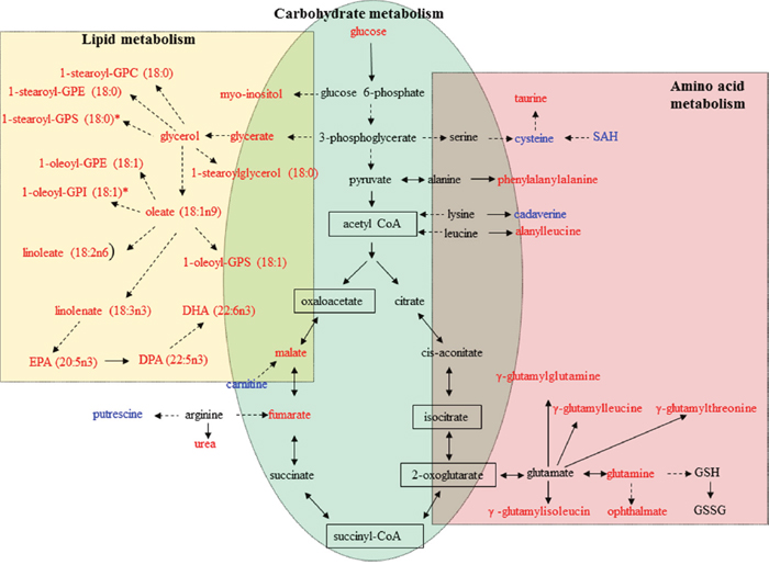 Metabolic pathways involving metabolites that were significantly increased or decreased in peiminine-treated HCT-116 cells.