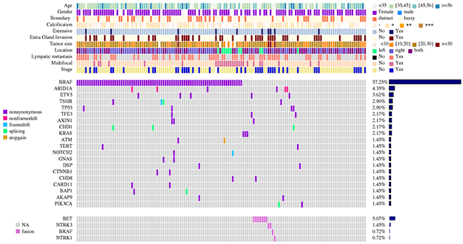 Detailed description of mutation and gene rearrangement landscape of 138 cases of papillary thyroid carcinoma.