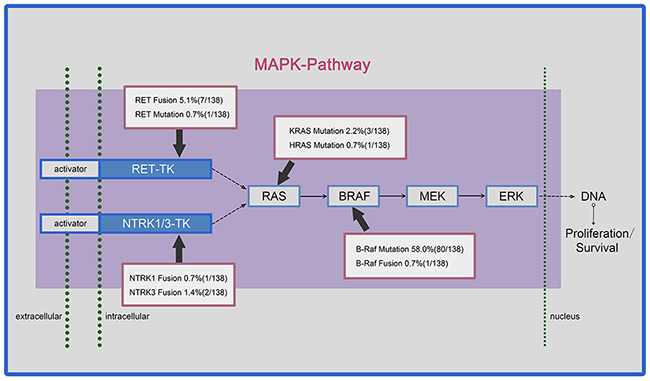 Prevalence of somatic mutations and chromosomal rearrangements in papillary thyroid carcinoma (PTC) affecting the MAPK pathway.