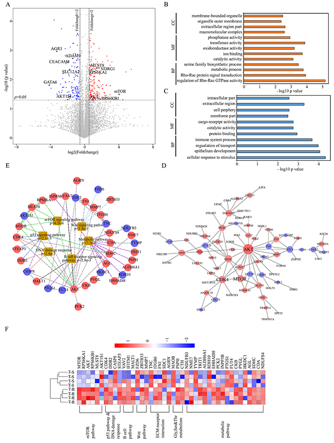 Bioinformatics analysis of differentially expressed proteins and pathways.