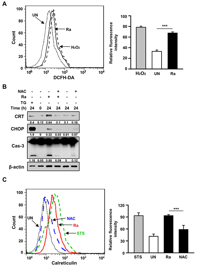 Reactive oxygen species (ROS) production is critical for the induction of CRT expression and the ER stress response in Mtb-infected macrophages.