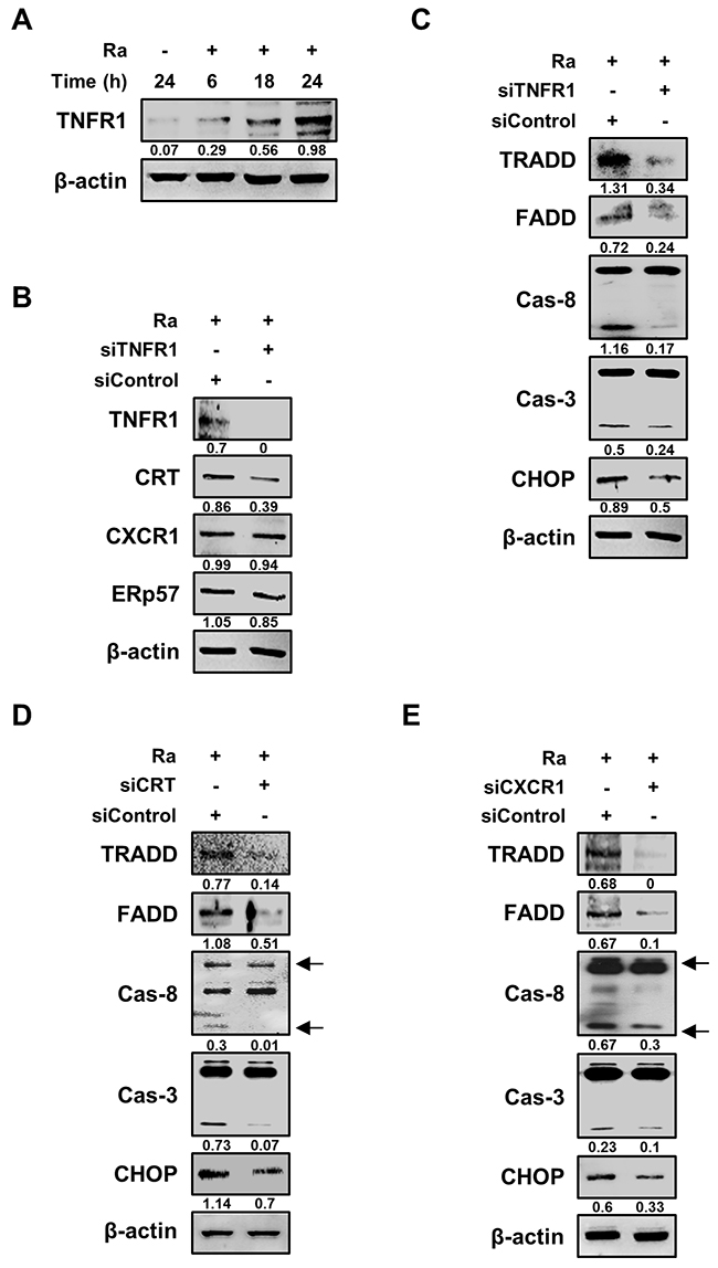 TNFR1 is essential for the activation of CRT-mediated extrinsic apoptosis during Mtb infection.