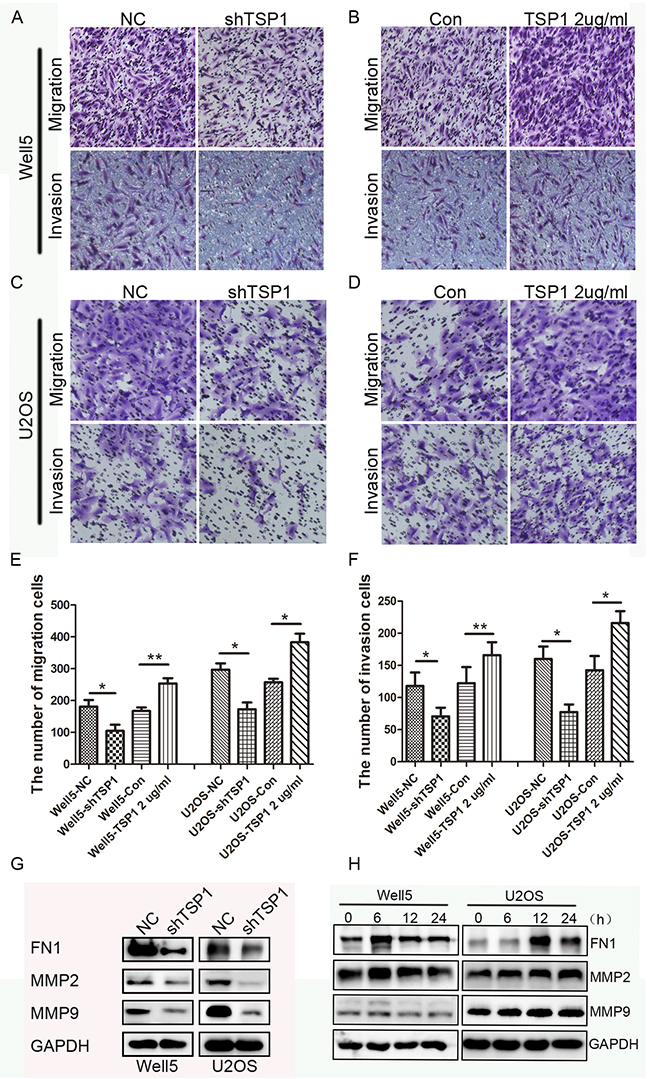 Effects of TSP1 on migration, invasion ability in osteosarcoma cells.
