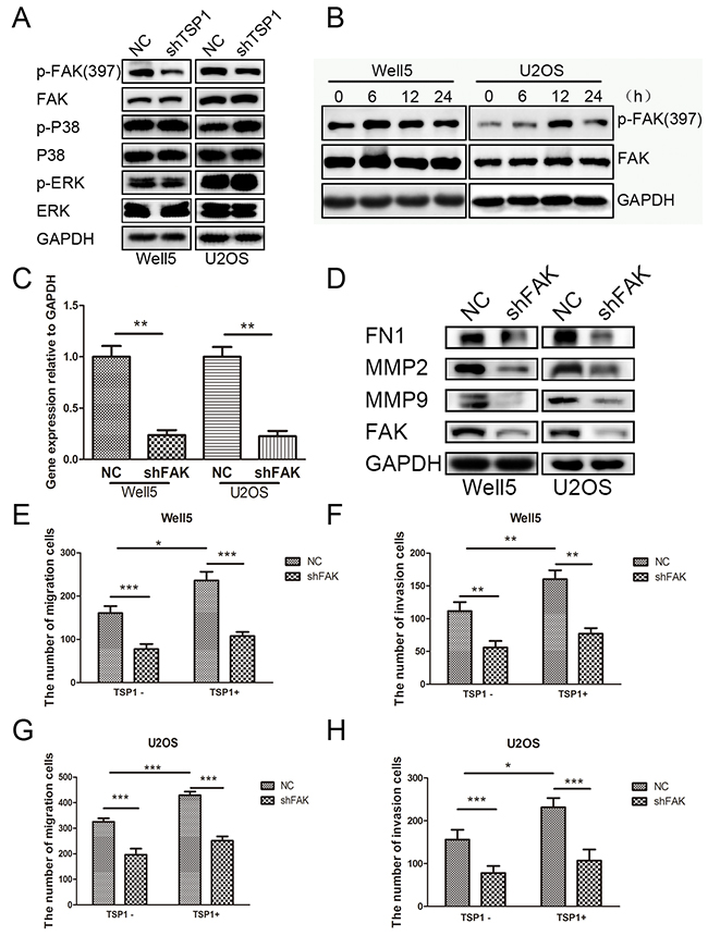 TSP1 promotes osteosarcoma cell migration and invasion through the activation of FAK pathway.