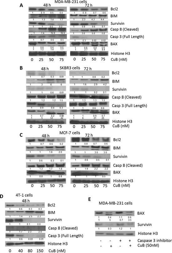 Induction of caspase mediated apoptosis by CuB: (A) MDA-MB-231 and (B) SKBR3 (C) MCF-7 and (D) 4T-1 cells were treated with varying concentrations of CuB for 48 or 72h.