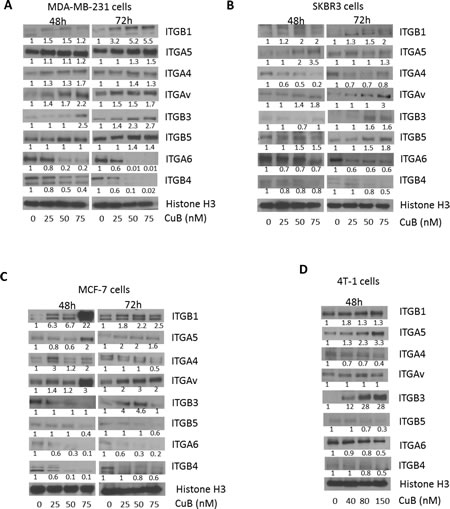 CuB suppresses integrin &#x3b1;6/&#x3b2;4 expression: (A) MDA-MB-231 (B) SKBR3 (C) MCF-7 and (D) 4T-1 cells were treated with different concentrations of CuB for 48 or 72h.