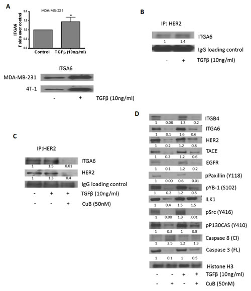 CuB inhibits TGF&#x3b2;-mediated interaction of HER2 and integrin &#x3b1;6: (A) TGF&#x3b2; treatment induces expression of integrin &#x3b1;6 in MDA-MB-231 and 4T-1 cells.