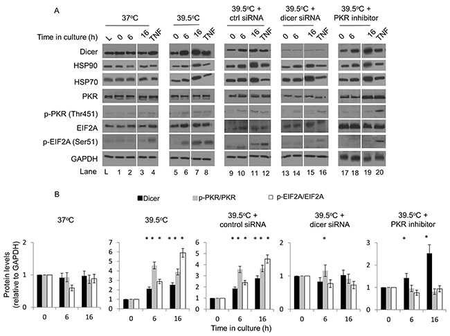 Elevated dicer protein levels observed during mild (39.5&#x00B0;C) hyperthermia-induced thermotolerance are linked to PKR and eIF2&#x03B1; phosphorylation in HeLa cells.