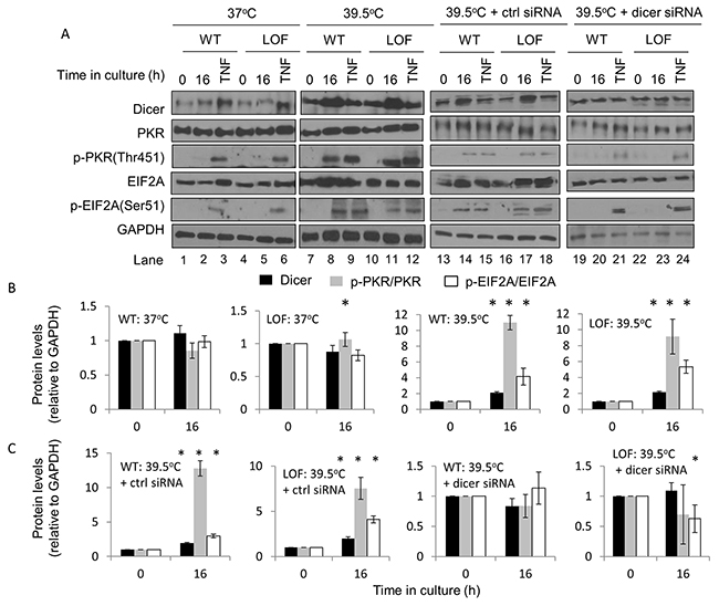 The role of dicer in influencing PKR and eIF2&#x03B1; phosphorylation during mild (39.5&#x00B0;C) hyperthermia-induced thermotolerance is likely distinct from its role in microRNA processing.