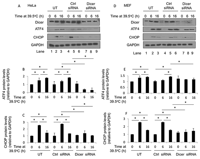 Elevated dicer protein levels observed during mild (39.5&#x00B0;C) hyperthermia-induced thermotolerance influence ATF4 and CHOP protein levels in HeLa and MEF cells.