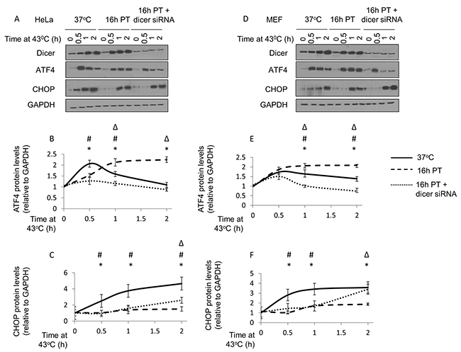 Elevated dicer protein levels observed during mild (39.5&#x00B0;C) hyperthermia-induced thermotolerance is associated with a pro-survival phenotype in HeLa and MEF cells.