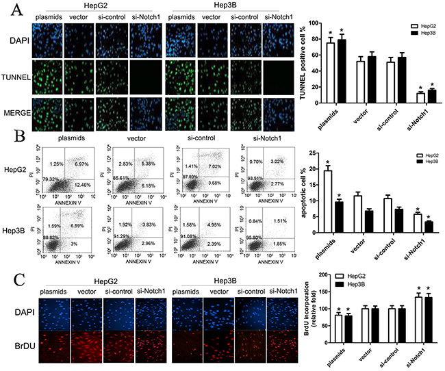 Notch1 affects apoptosis of HepG2 and Hep3B cells.