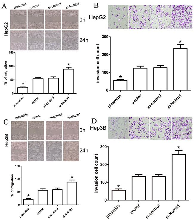 Notch1 affects the migration and invasion ability of liver cancer cells.