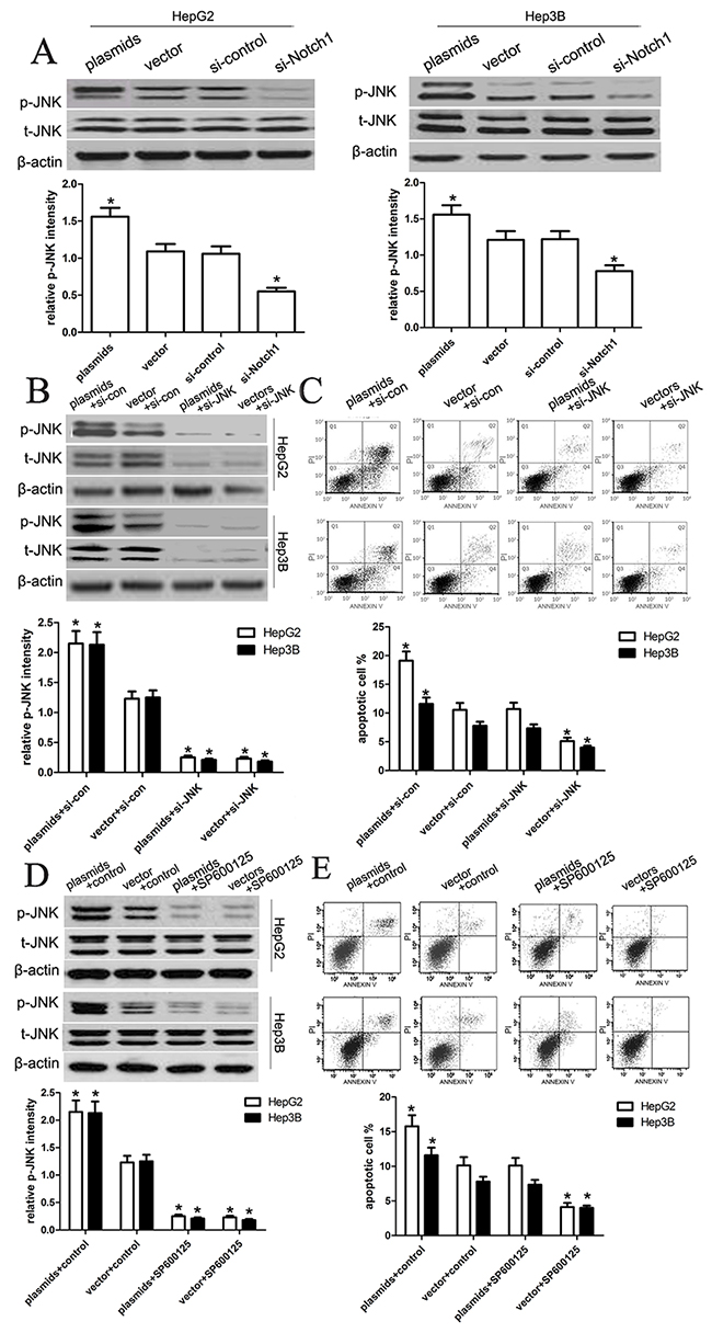 Notch1 regulates JNK phosphorylation in liver cancer cells.