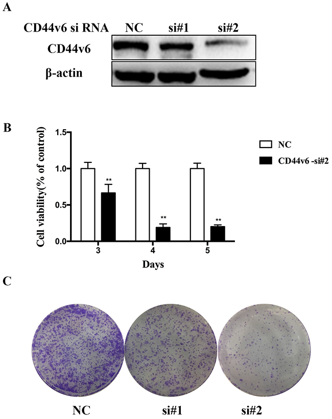 Investigation of the oncogenic functions of CD44v6.