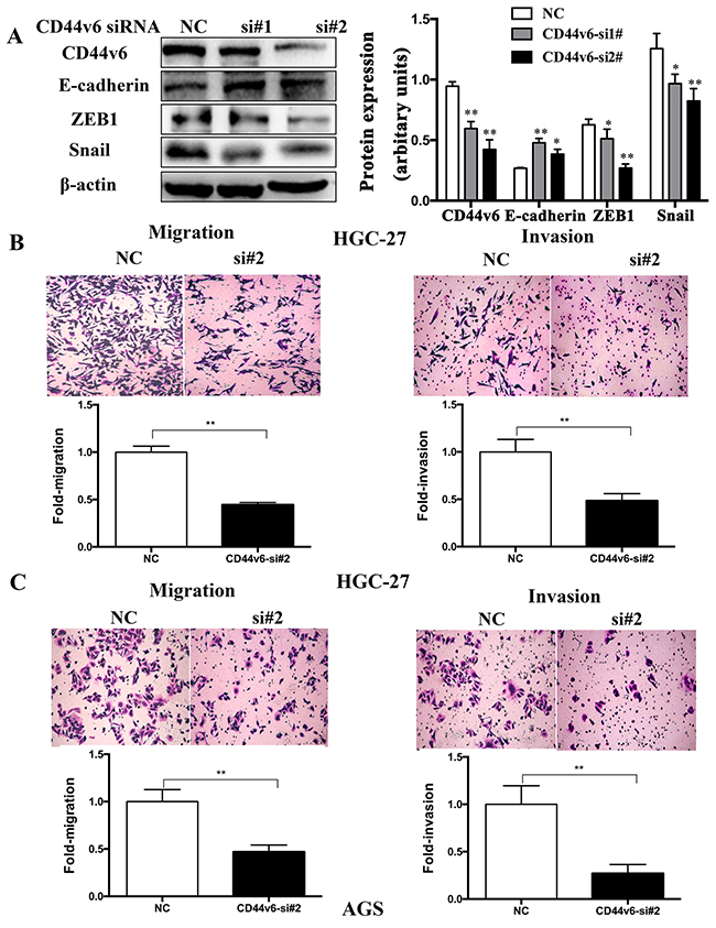 After knockdown of CD44v6 expression with siRNA (si#1,si#2) in the gastric cancer cell line, HGC-27, AGS.