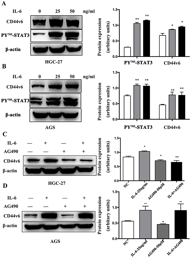 Western blot analysis of IL-6 induced CD44v6 expression through activation of STAT3 signaling.