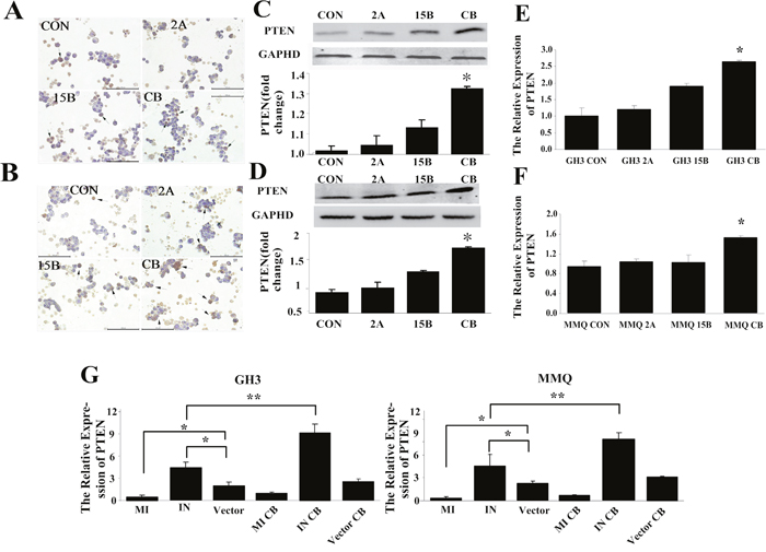 Pten was associated with miR-200c downregulation in combined treatment-induced apoptosis.