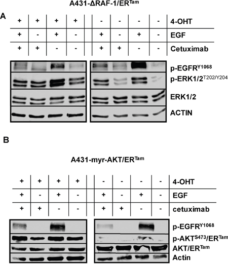 &#x0394;RAF-1/ERTam and myr-AKT/ERTam restores EGFR downstream signaling in cetuximab treated cells.
