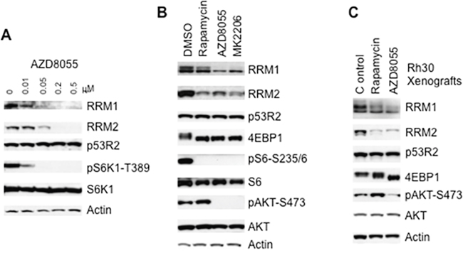 Inhibition of mTOR signaling results in decrease of RRM1 and RRM2.