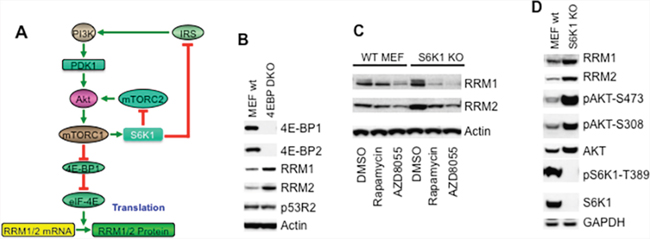 mTOR signaling increases RRM1 and RRM2 via cap-dependent protein translation.