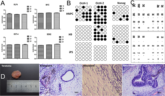 Characterization of iPS colonies generated from NPCs.