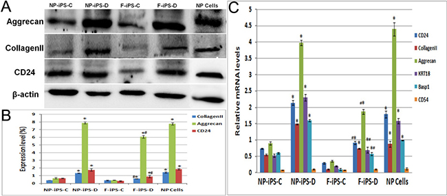 Quantitative analysis of NP specific proteins and genes.